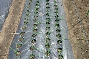 �|���}���`�E�}���`�͔|