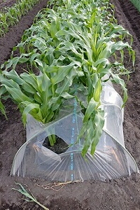 �g���l���͔|�@�r�j�[���g���l��